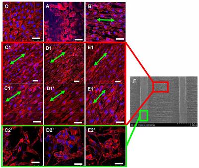 Cellular Response to Surface Morphology: Electrospinning and Computational Modeling